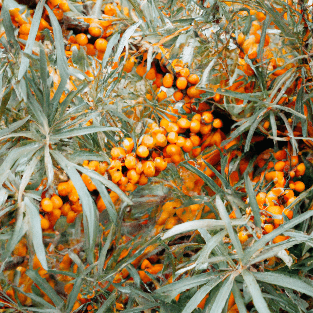 Unlocking the Potential of Sea Buckthorn: A Superfood for Beautiful Skin, Heart Health, and Immune System!